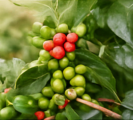 Metabo Drops Ingredient1